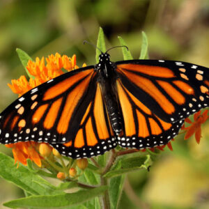 monarch butterfly 2