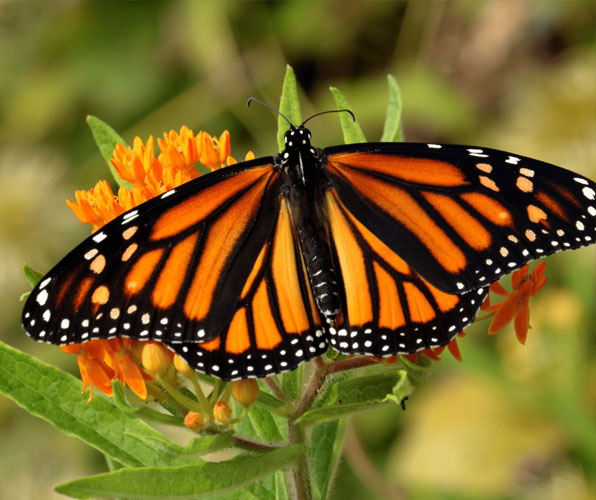 Monarch butterflies' big white spots help them fly better