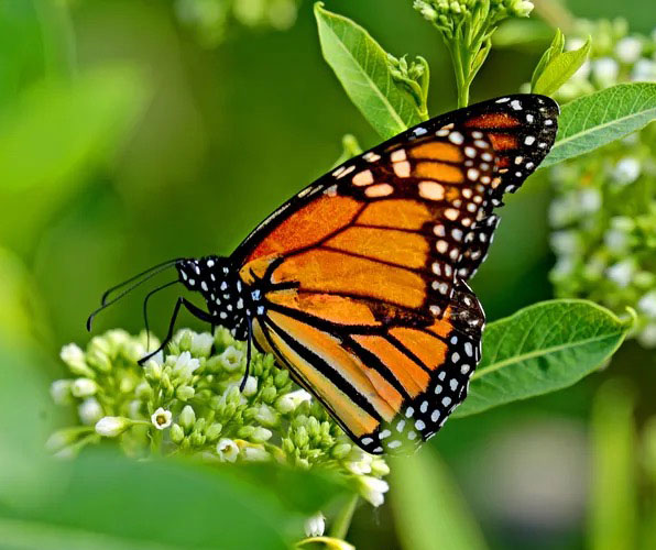 Monarch Butterfly
