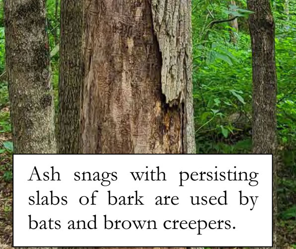 dead ash tree showing ash snags