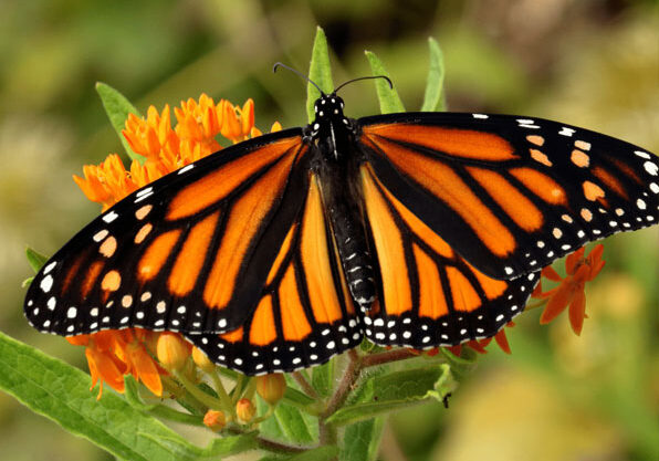 monarch butterfly 2